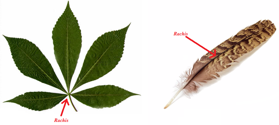 Figure 1. Clustering. Rachis.